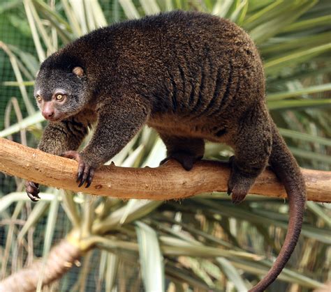 sulawesi bear cuscus adaptations